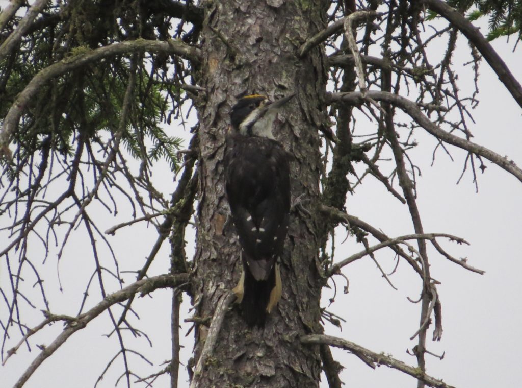 Black-backed Woodpecker