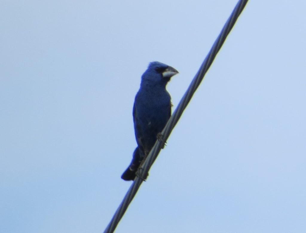 Blue Grosbeak