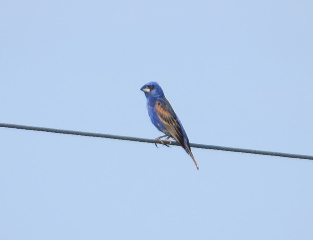 Blue Grosbeak