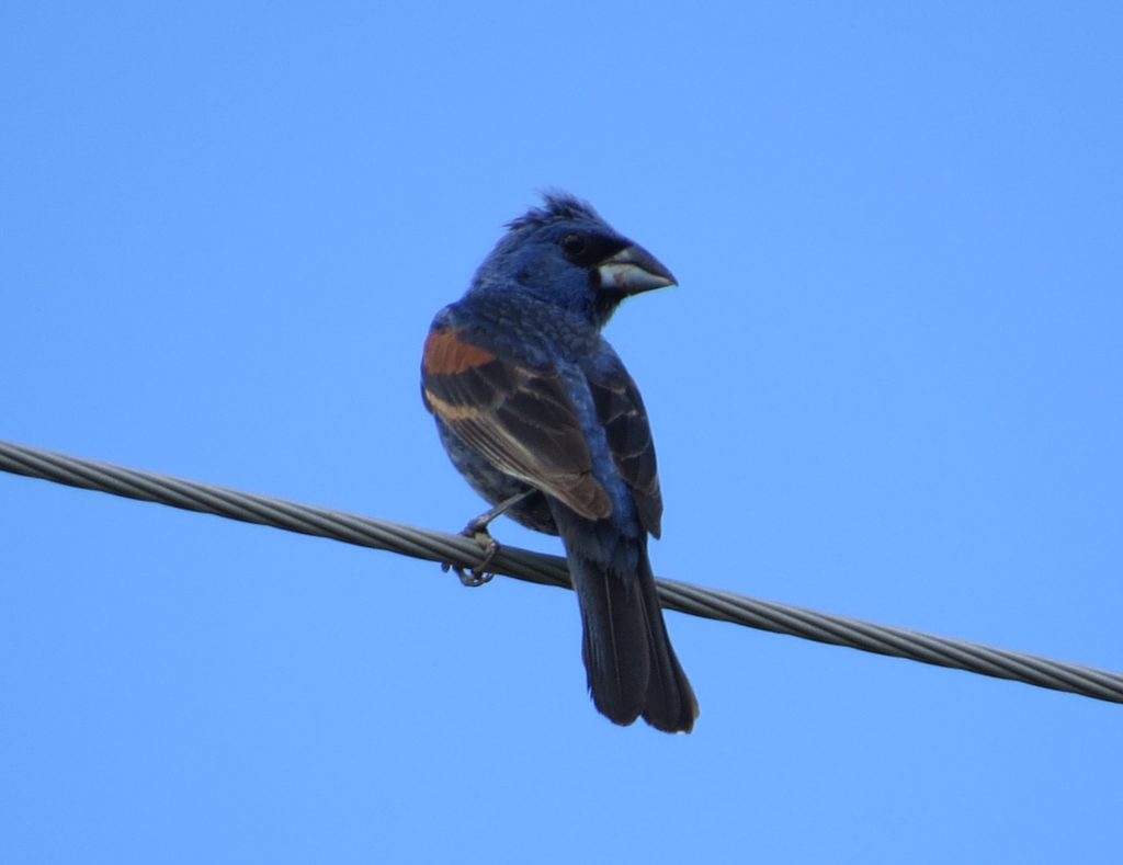 Blue Grosbeak