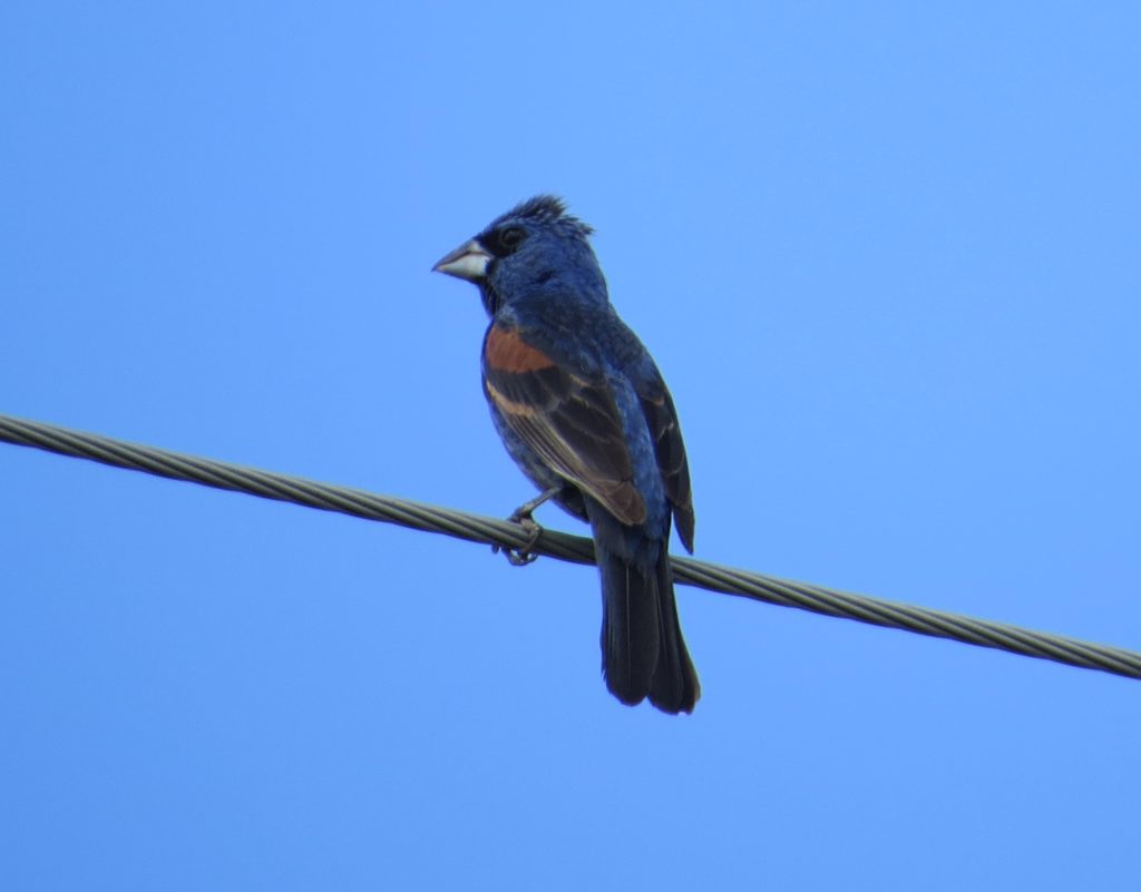 Blue Grosbeak