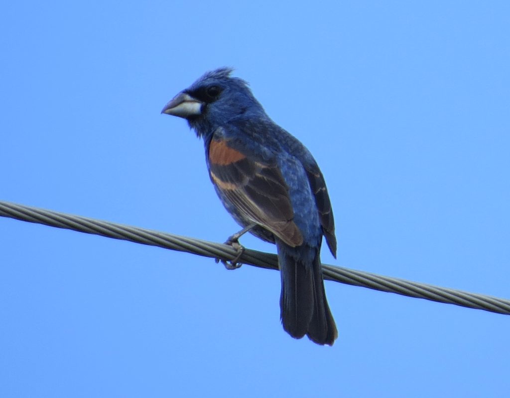 Blue Grosbeak