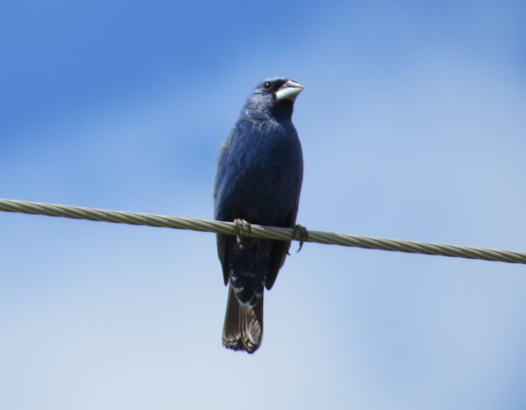 Blue Grosbeak