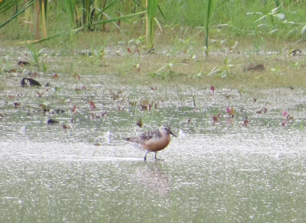 Red Knot