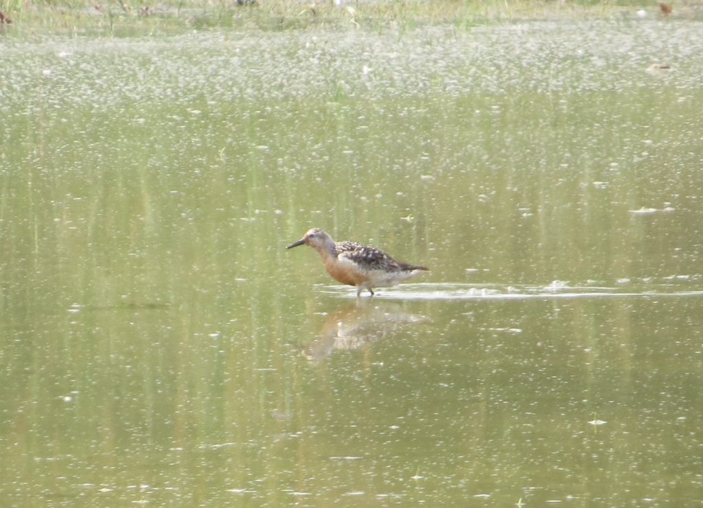 Red Knot