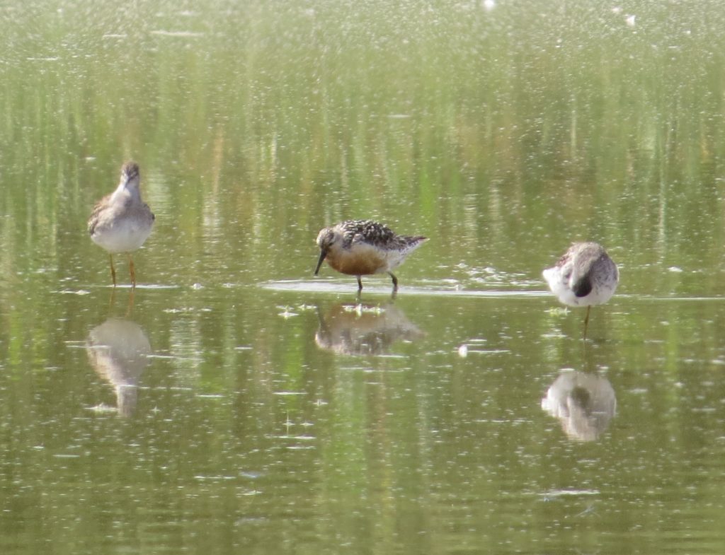 Red Knot