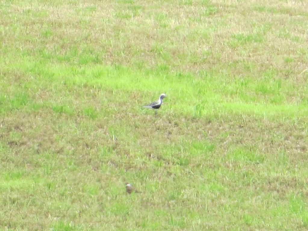 Black-bellied Plover