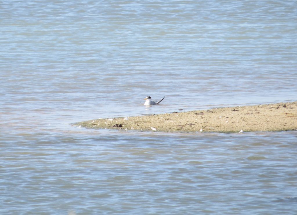 Least Tern