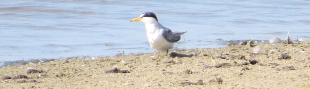 Least Tern