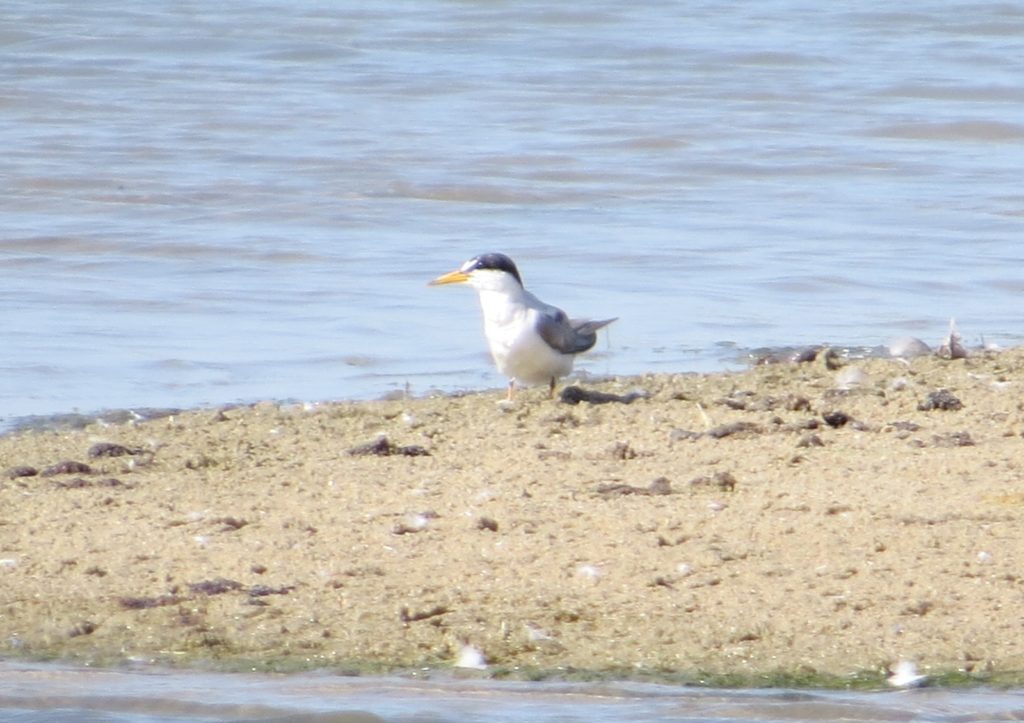 Least Tern