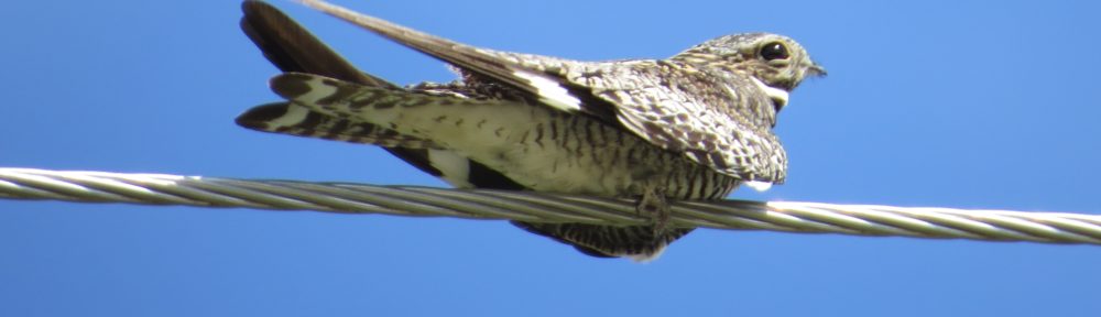 Common Nighthawk