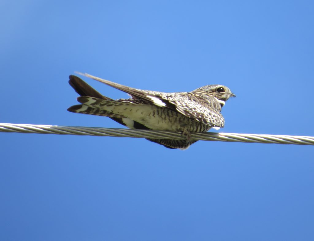 Common Nighthawk