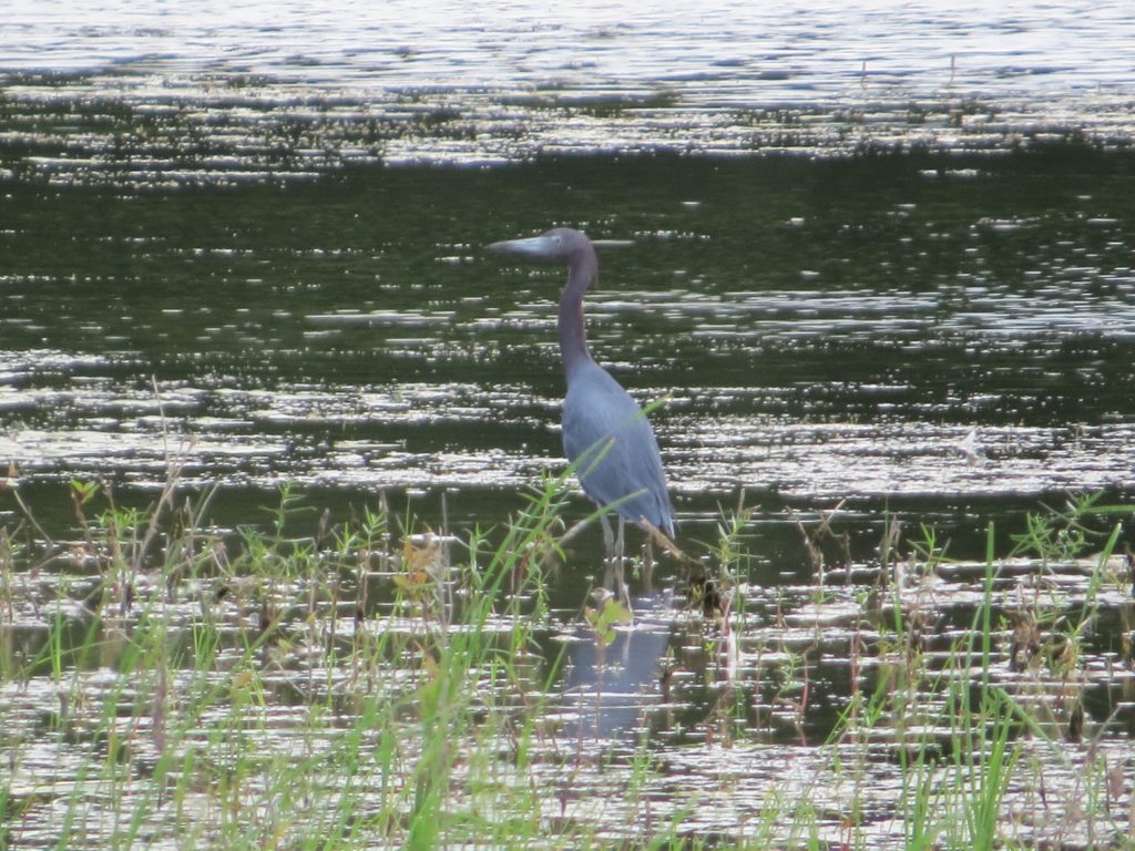 Little Blue Heron