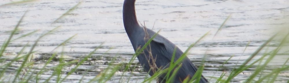 Little Blue Heron