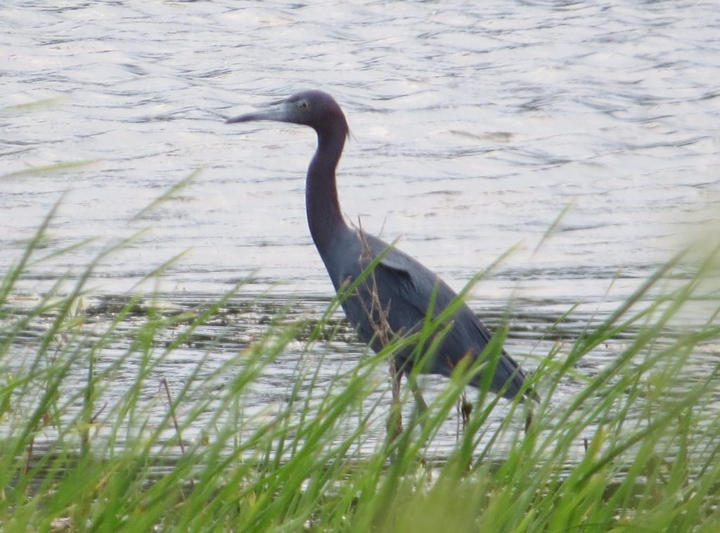 Little Blue Heron