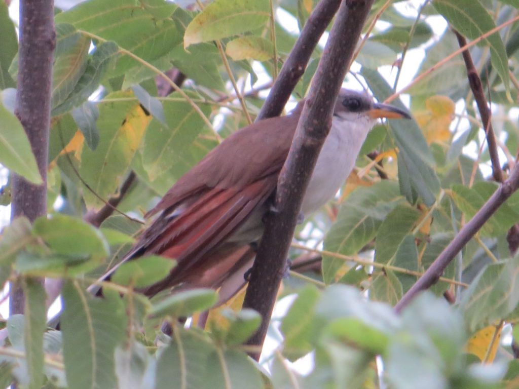 Yellow-billed Cuckoo