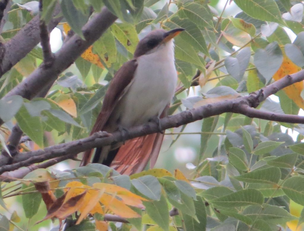 Yellow-billed Cuckoo