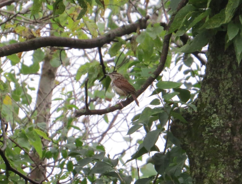 Carolina Wren