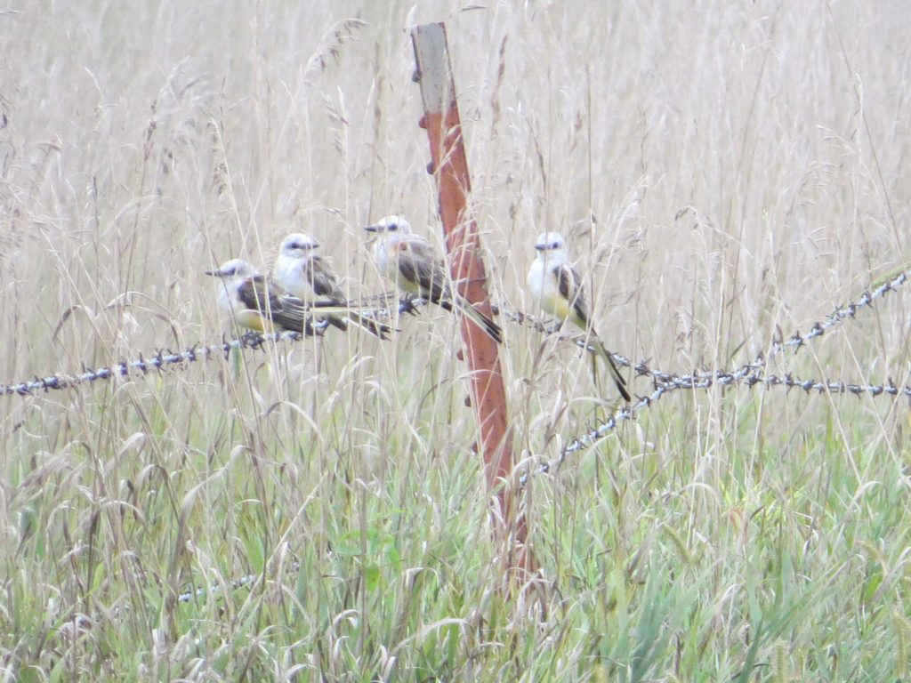 Scissor-tailed Flycatcher