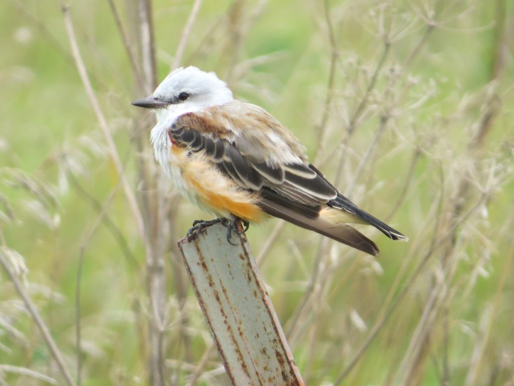 Scissor-tailed Flycatcher