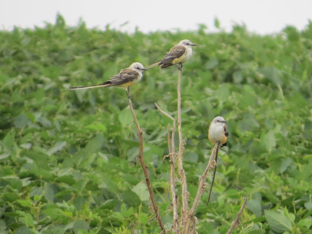 Scissor-tailed Flycatcher