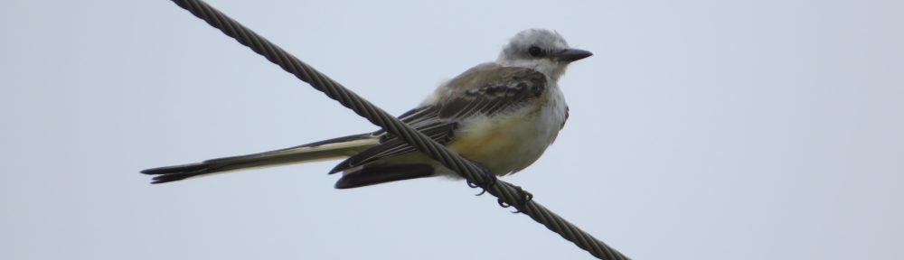 Scissor-tailed Flycatcher