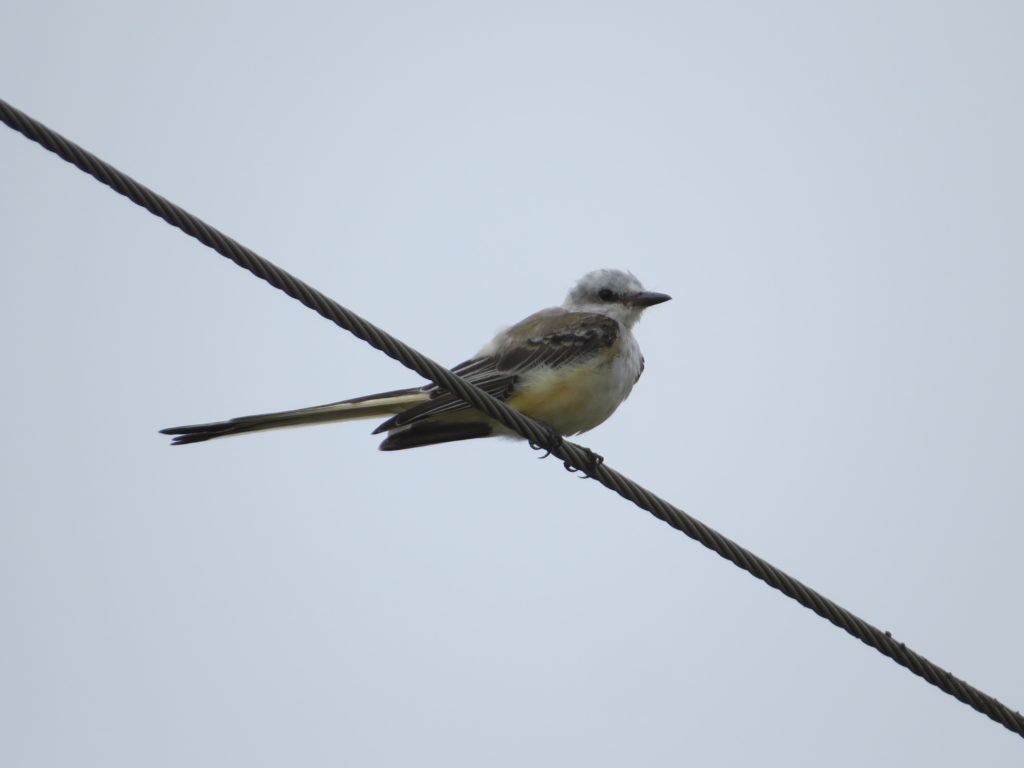 Scissor-tailed Flycatcher