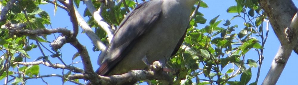 Mississippi Kite