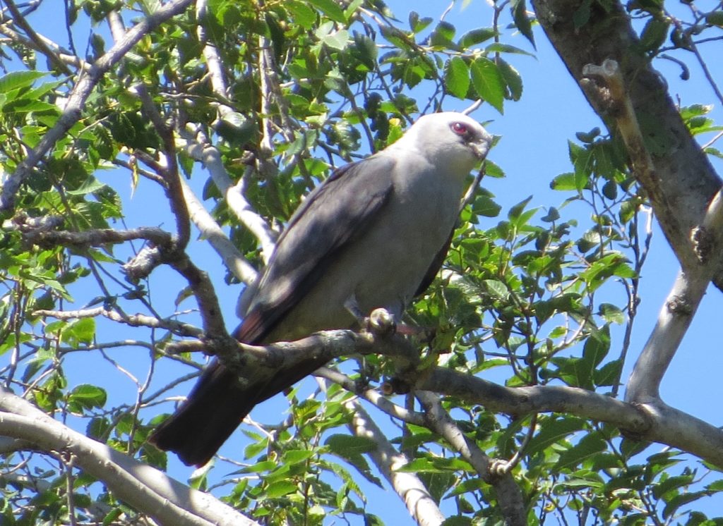 Mississippi Kite