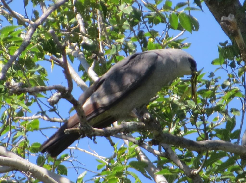 Mississippi Kite