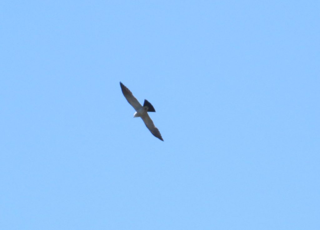 Mississippi Kite