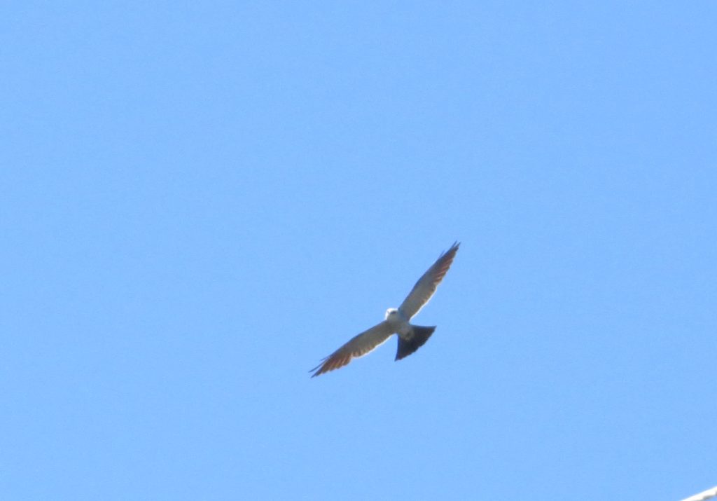 Mississippi Kite