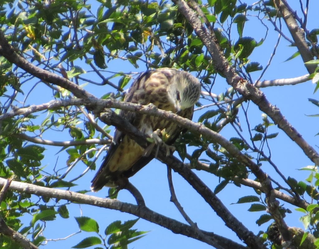 Mississippi Kite