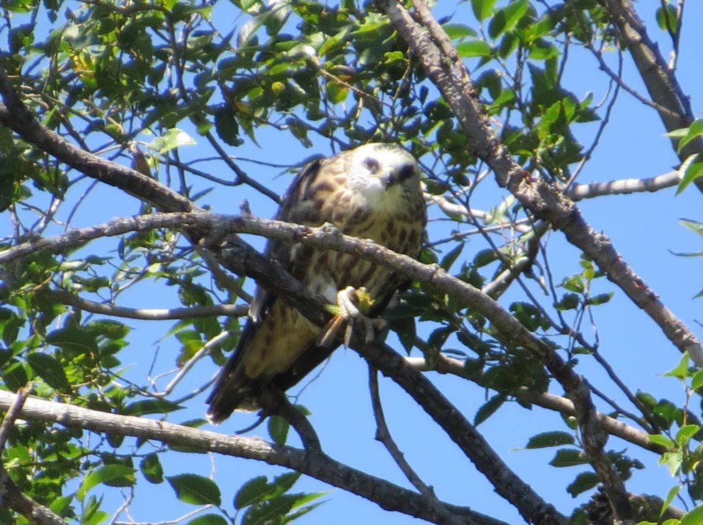 Mississippi Kite