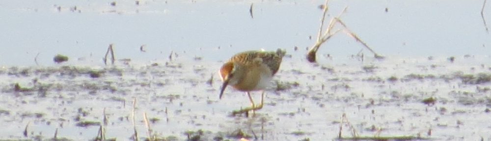 Sharp-tailed Sandpiper