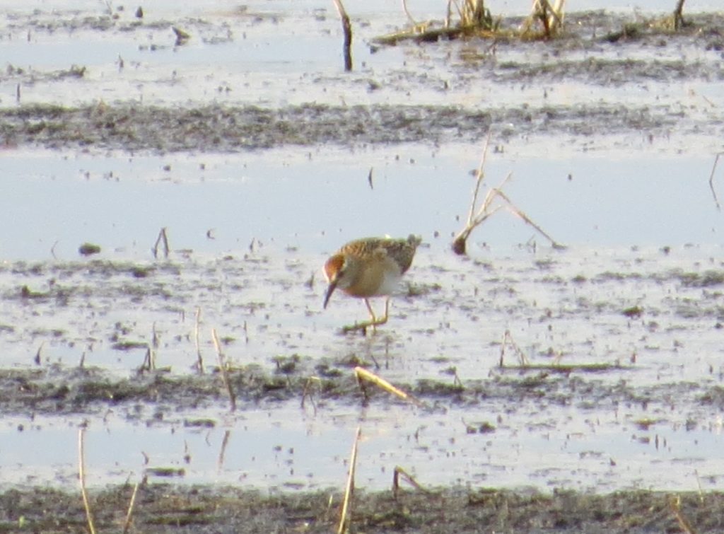 Sharp-tailed Sandpiper