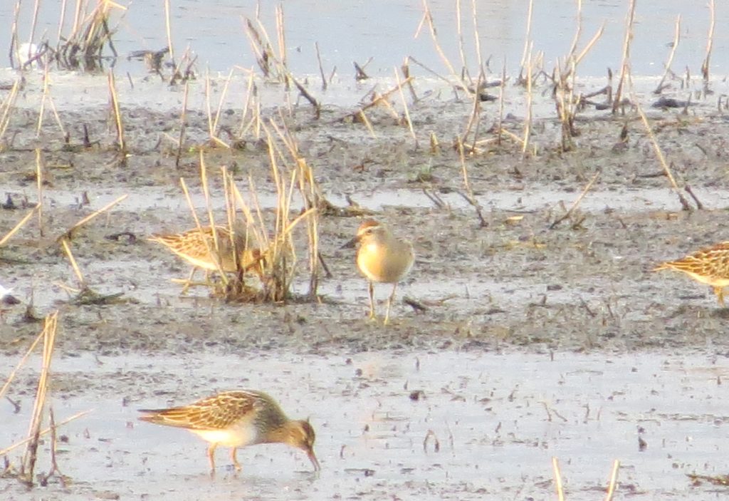 Sharp-tailed Sandpiper