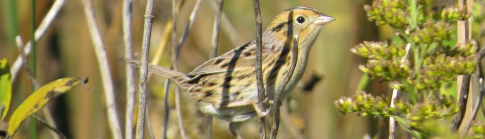 Le Conte's Sparrow