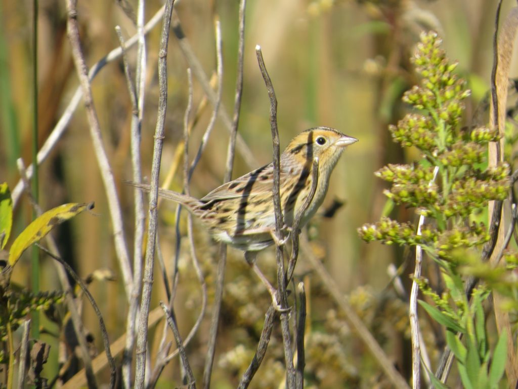 Le Conte's Sparrow