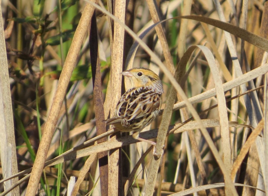 Le Conte's Sparrow