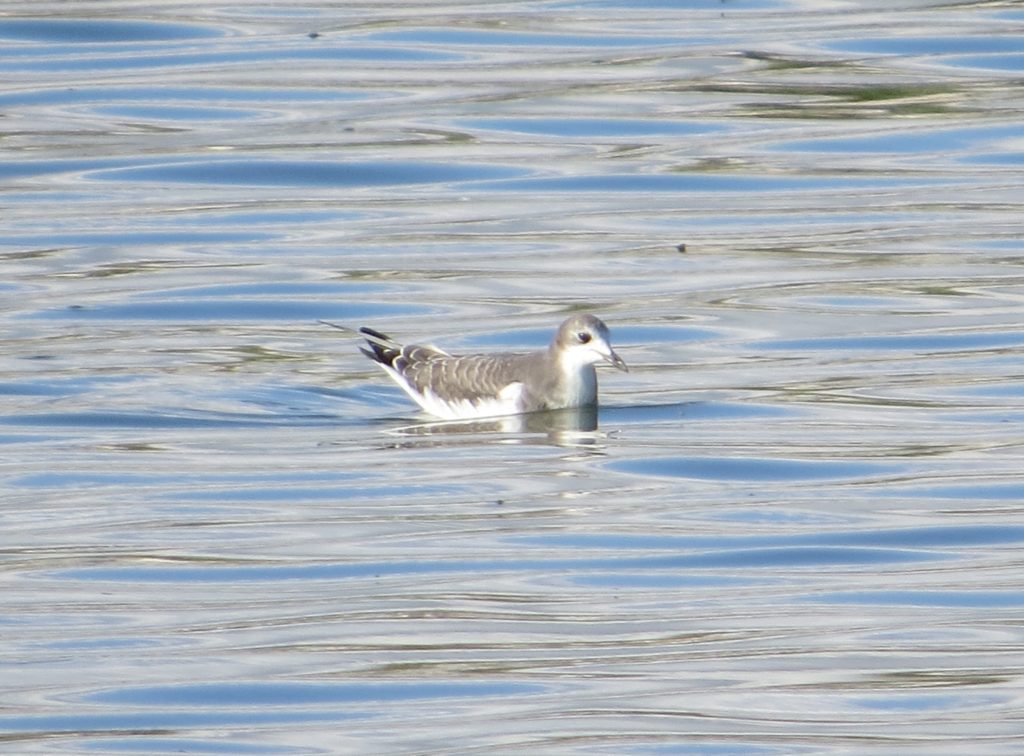 Sabine's Gull