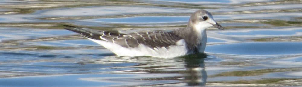 Sabine's Gull