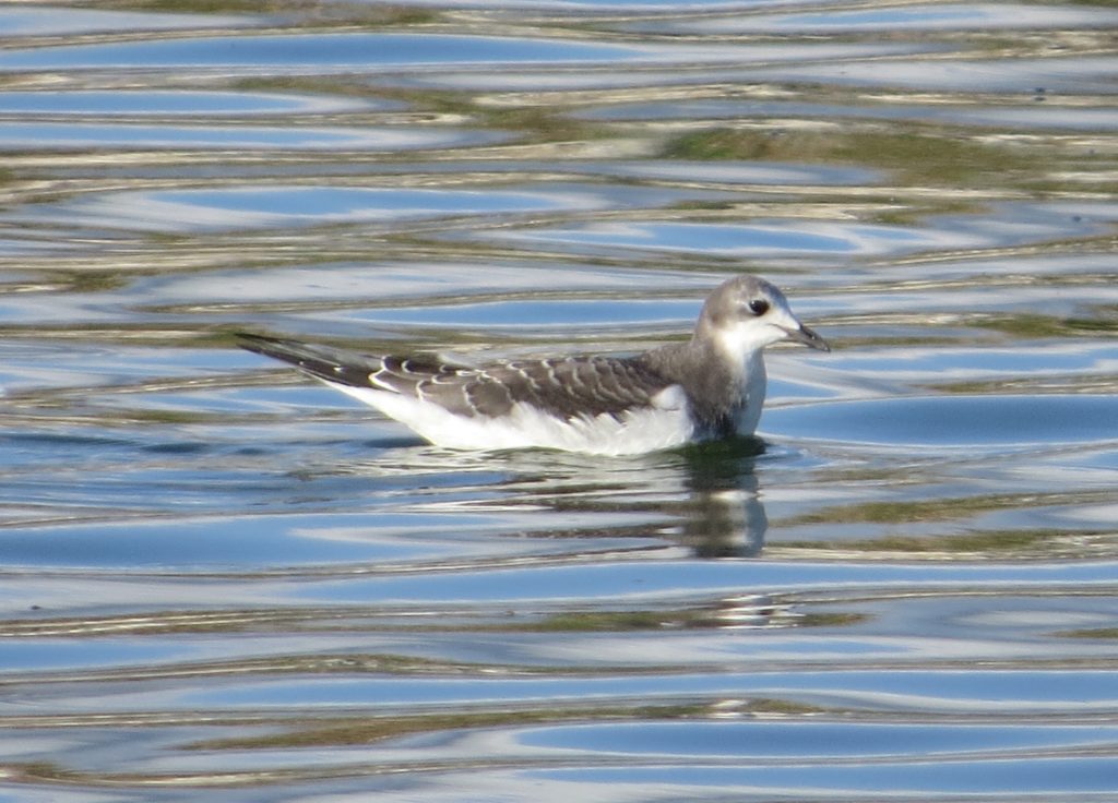 Sabine's Gull