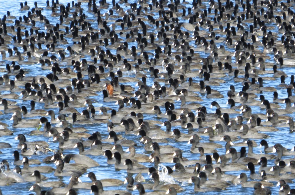 Redhead Coots