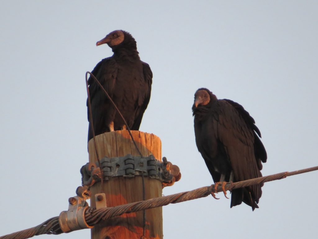 Black Vulture