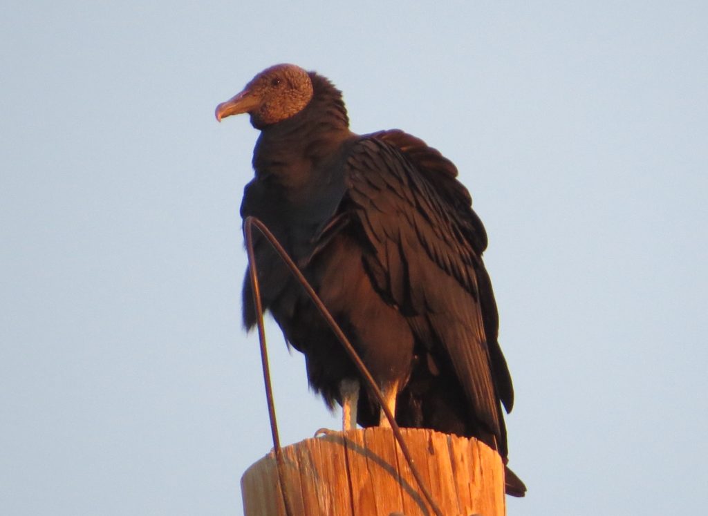 Black Vulture