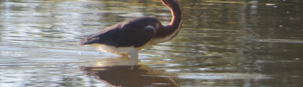 Tricolored Heron