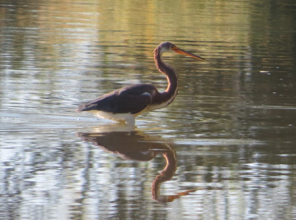 Tricolored Heron