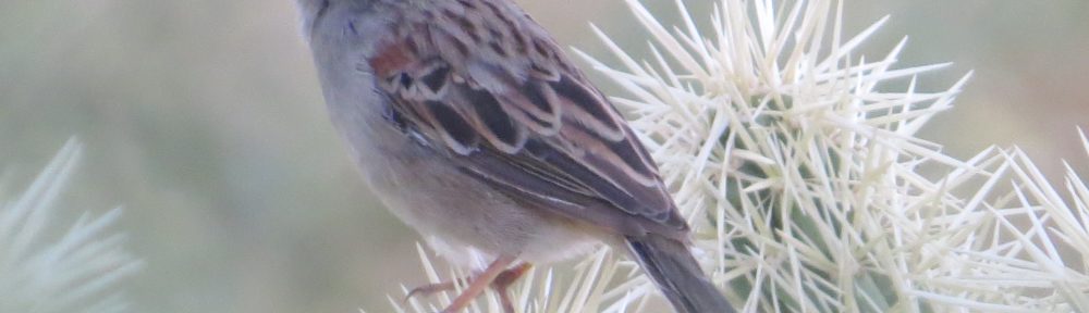 Rufous-winged Sparrow