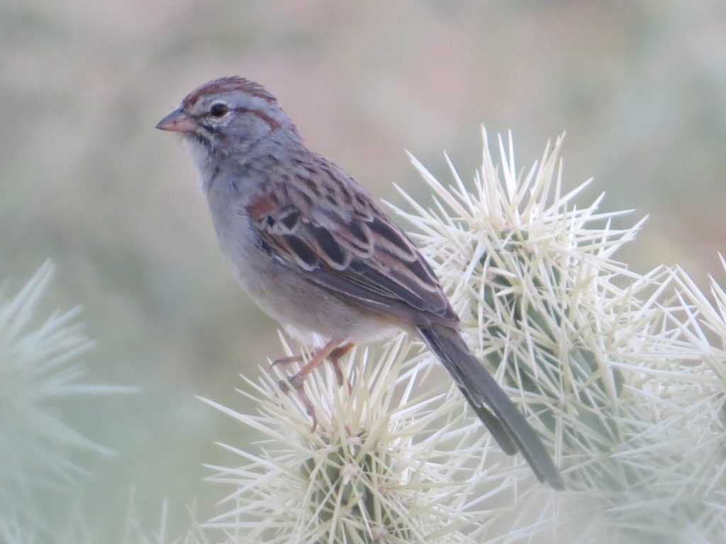 Rufous-winged Sparrow